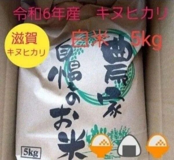 【数量限定】 令和6年 滋賀県産キヌヒカリ 5kg 米 白米