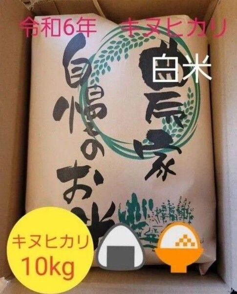 数量限定 【※発送は9日(金)PM~以降】令和6年キヌヒカリ 滋賀県産キヌヒカリ 10kg 滋賀県 キヌヒカリ 新米 米 白米