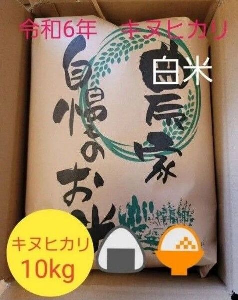 数量限定 令和6年キヌヒカリ 滋賀県産キヌヒカリ 10kg 滋賀県 米 白米