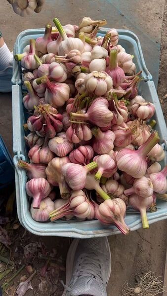 埼玉産新鮮な生にんにく20kg 農家直送 農家直送 粒サイズ約5センチ