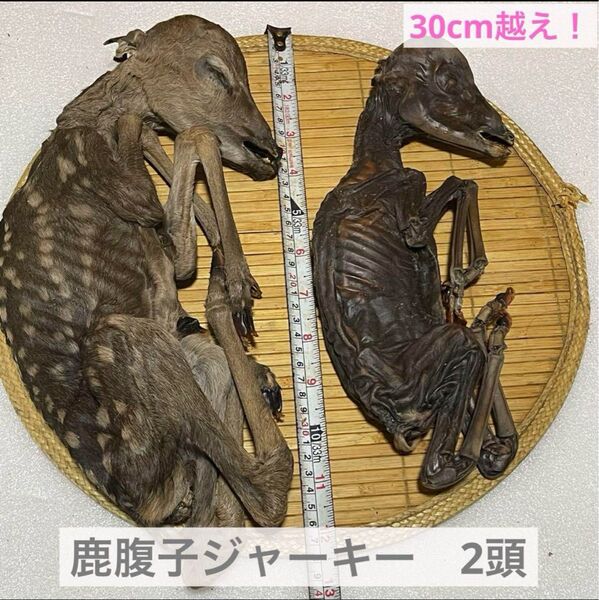 【今の時期限定!】鹿の腹子ジャーキー2頭 鹿ジャーキー