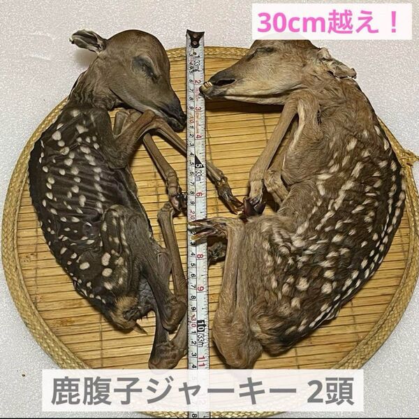 【今の時期限定!】鹿の腹子ジャーキー2頭 鹿ジャーキー