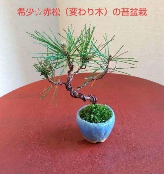 希少☆赤松(変わり木)の苔盆栽 実生 信楽焼盆鉢付き 小品盆栽