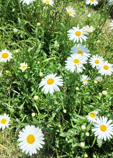 フランス菊 抜き苗