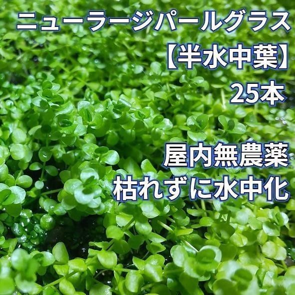 半水中葉 ニューラージパールグラス 25本 無農薬 スネールなし