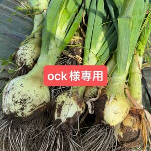 千葉県 白子町 玉ねぎ お試し