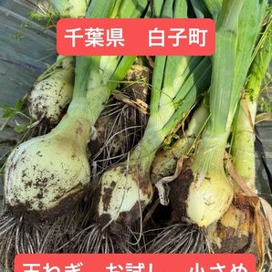 千葉県 白子町 玉ねぎ お試し