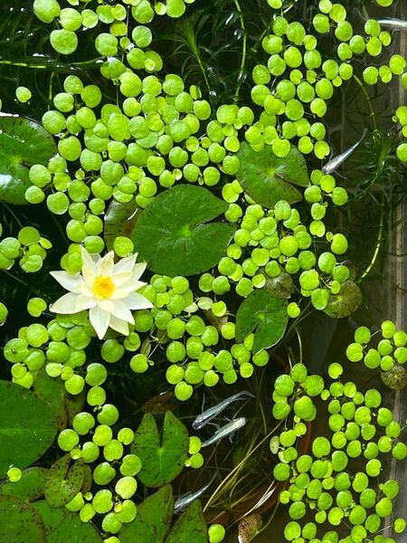 ドワーフフロッグピット 30株 水草 浮草 ビオトープ メダカ めだか
