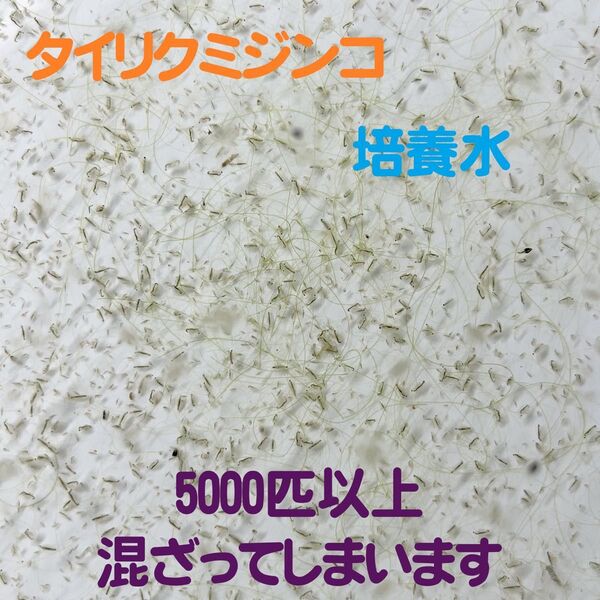 タイリクミジンコ培養水 900ml(5,000匹以上混ざってしまいます)オオミジンコ/タマミジンコ/金魚/メダカ/熱帯魚