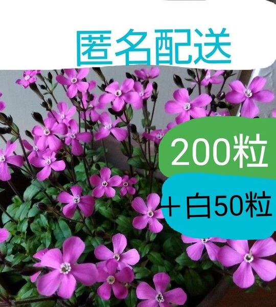 シレネピンクパンサー 種200粒+白50粒