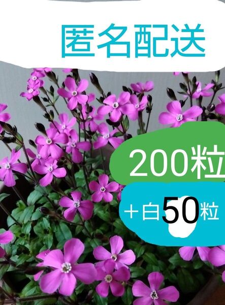 シレネピンクパンサー 種200粒+白50粒