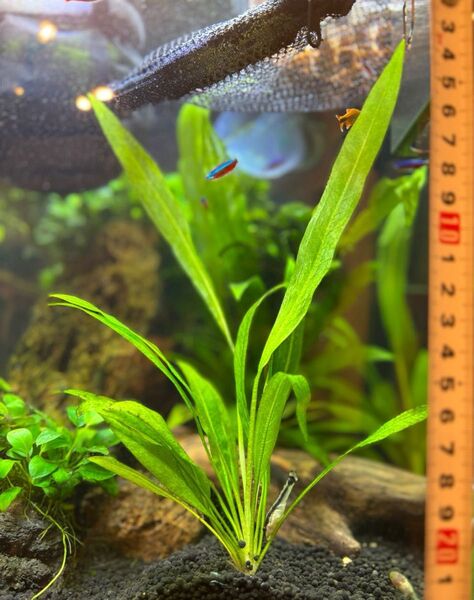アマゾンソード 水中葉 1株 大きめサイズ