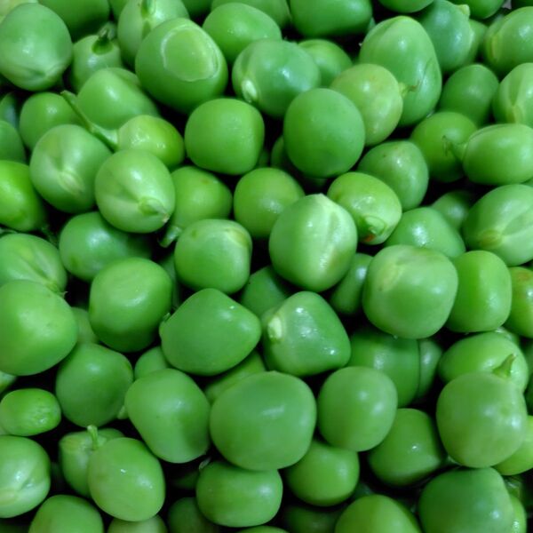 無農薬 スナップエンドウ むき身 500g