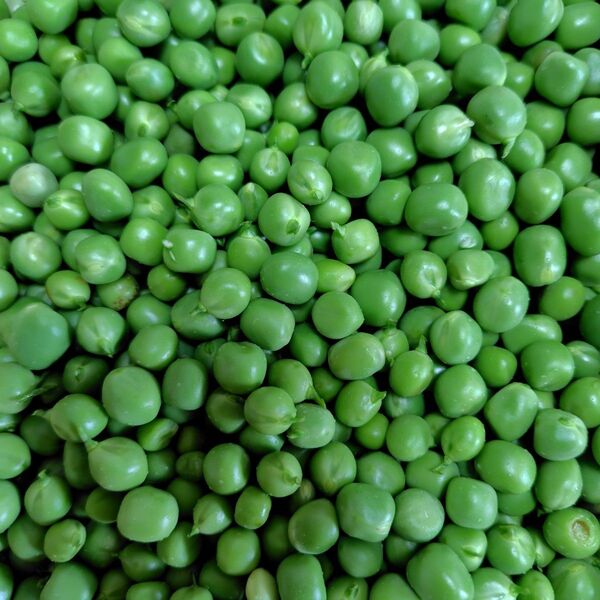 無農薬スナップエンドウむき身1Kg