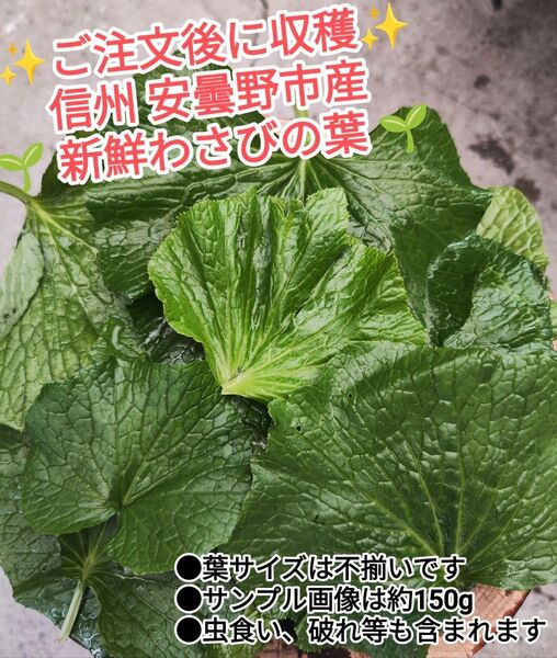 信州 安曇野産 沢わさび わさびの葉 200g ワサビ 葉 山葵の葉