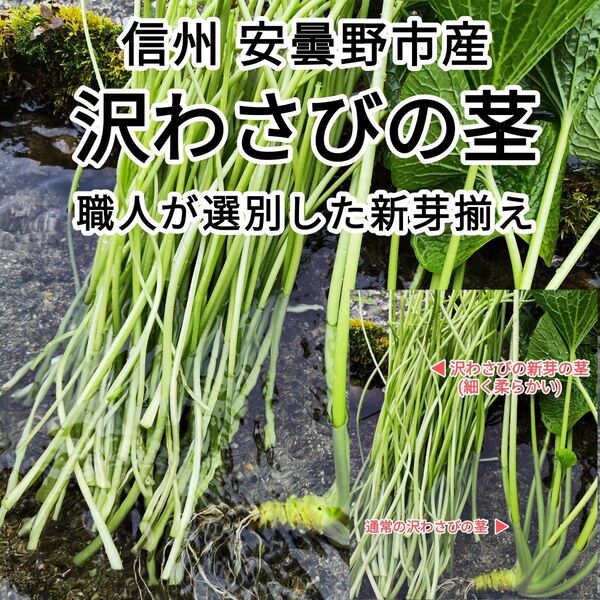 300g 信州 長野県 安曇野産 【わさびの新芽】 茎 お茶漬け わさび漬け WASABI