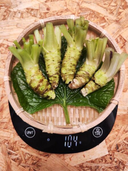 80g前後 信州 安曇野 本わさび 生ワサビ あづみ野 山葵 WASABI 沢わさび