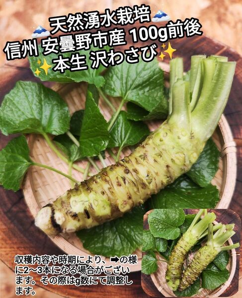 100g前後 信州 安曇野 本わさび 生ワサビ あづみ野 山葵 WASABI 沢わさび 長野県産 安曇野わさび