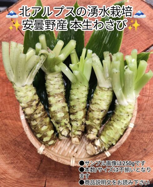 200~220g範囲 信州 安曇野 あずみ野 沢わさび 生わさび WASABI 山葵 セット