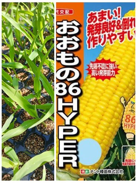 とうもろこし苗(おおもの)20本 栽培期間中農薬不使用