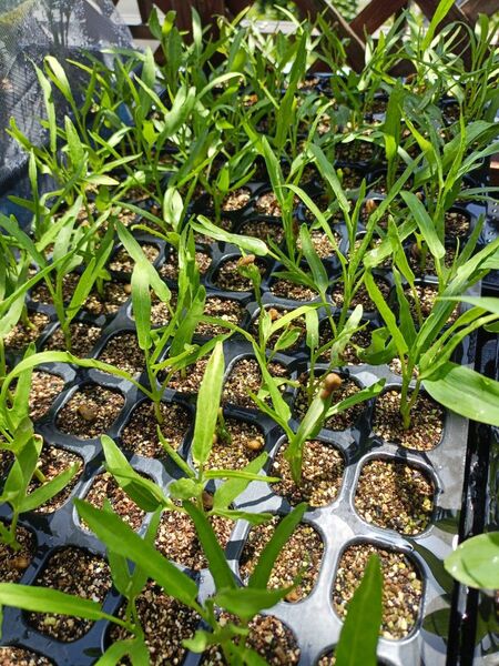 つるなし空芯菜苗 10本 栽培期間中農薬不使用