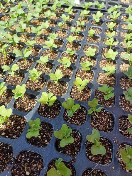カリーノケール苗 10本 栽培期間中農薬不使用