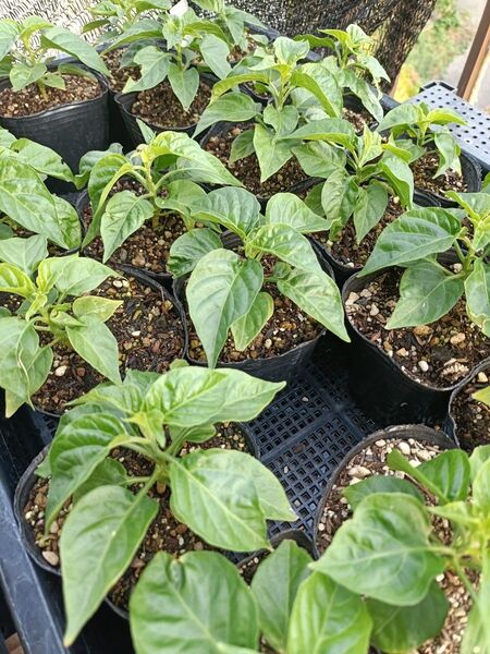 レッドハバネロ苗 3本 栽培期間中農薬不使用