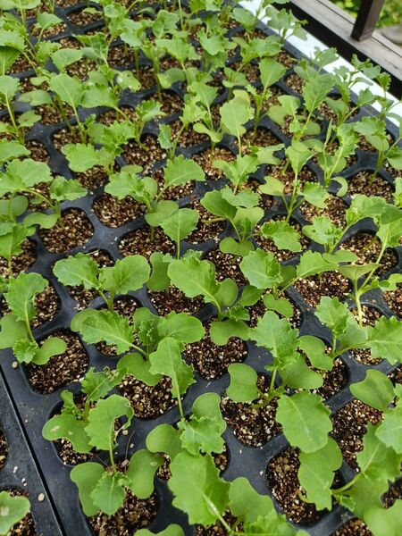 カリーノケール苗 10本 栽培期間中農薬不使用