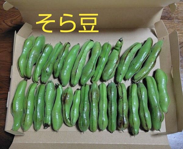 そら豆 農薬不使用 約800g