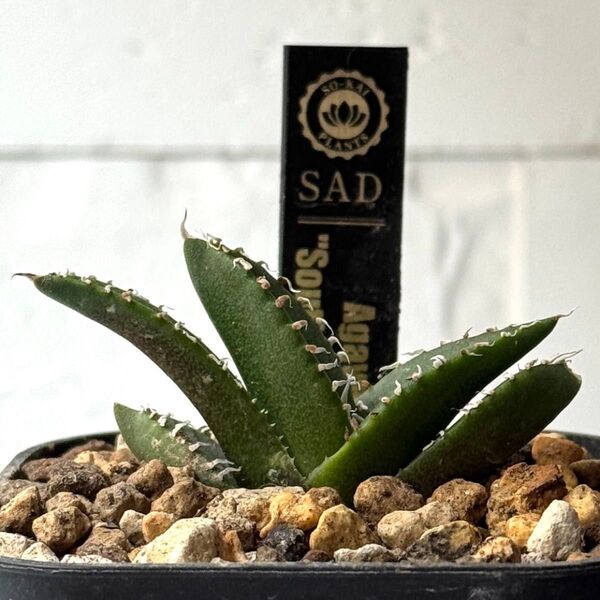 SA181 アガベ チタノタ 南アフリカダイヤモンド SAD