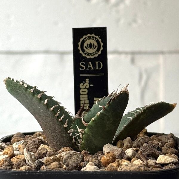 SA182 アガベ チタノタ 南アフリカダイヤモンド SAD