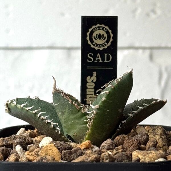 SA184 アガベ チタノタ 南アフリカダイヤモンド SAD