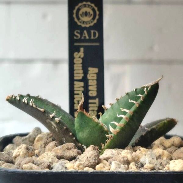 SA187 アガベ チタノタ 南アフリカダイヤモンド SAD