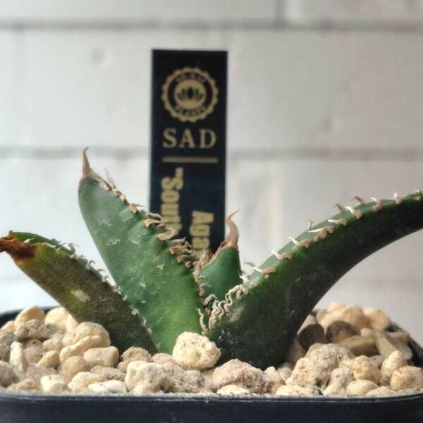SA188 アガベ チタノタ 南アフリカダイヤモンド SAD