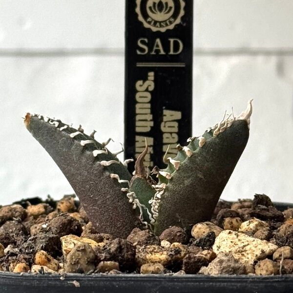 SA189 アガベ チタノタ 南アフリカダイヤモンド SAD