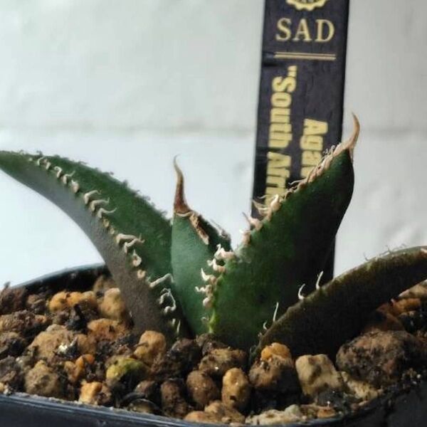 SA194 アガベ チタノタ 南アフリカダイヤモンド SAD