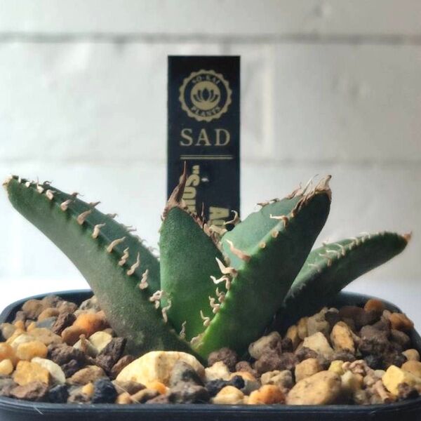 SA182 アガベ チタノタ 南アフリカダイヤモンド SAD