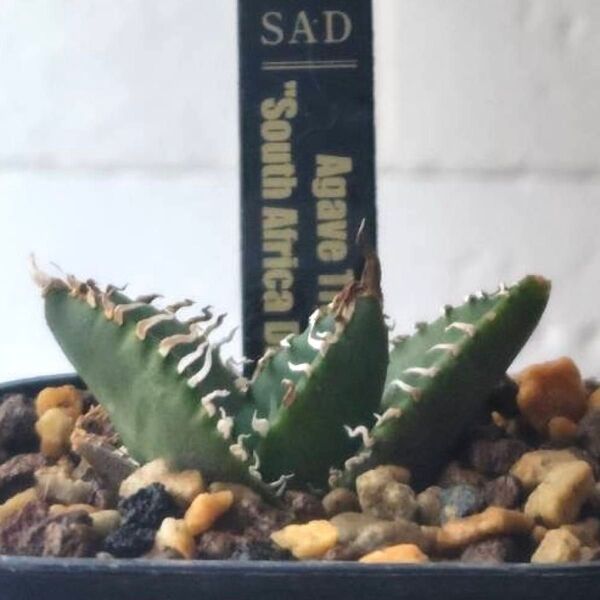 SA199 アガベ チタノタ 南アフリカダイヤモンド SAD