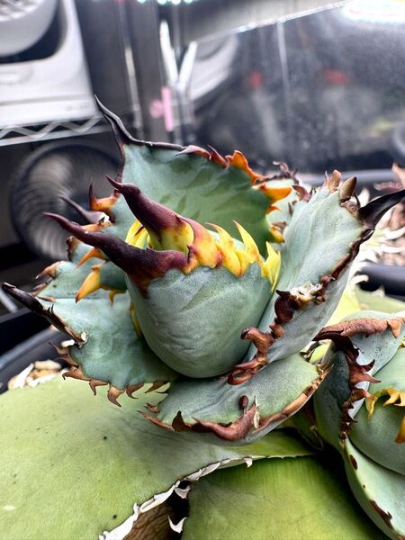 Agave ブルー実生 胴切り子株 (検 アガベ チタノタ オテロイ 実生株 青葉 赤鋸歯