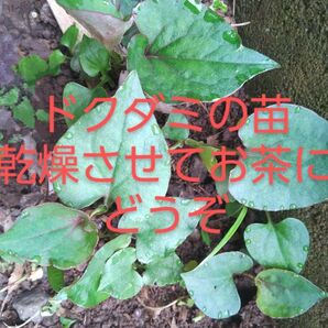 ドクダミの苗30本 乾燥させてお茶にどうぞ