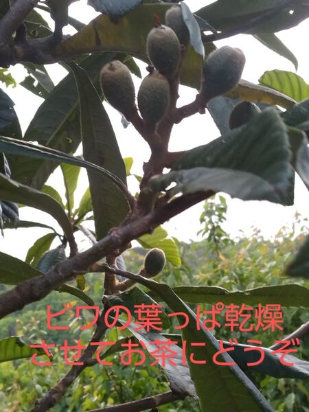 天然無農薬ビワの葉っぱ20枚