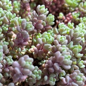 多肉植物 パープルヘイズ カット苗 20本 オマケ付き