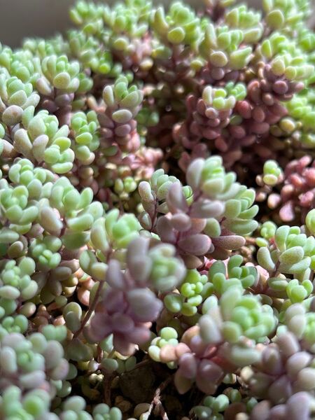 多肉植物 パープルヘイズ カット苗 20本 オマケ付き