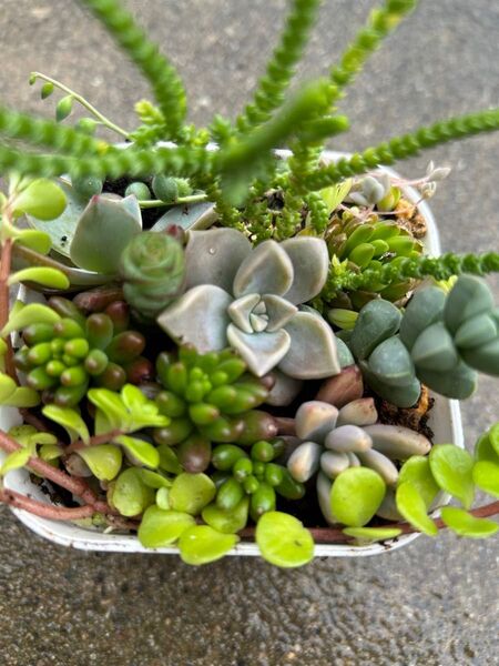 多肉植物 寄せ植え用 カット苗(5月22日カットして植え込み)10種以上