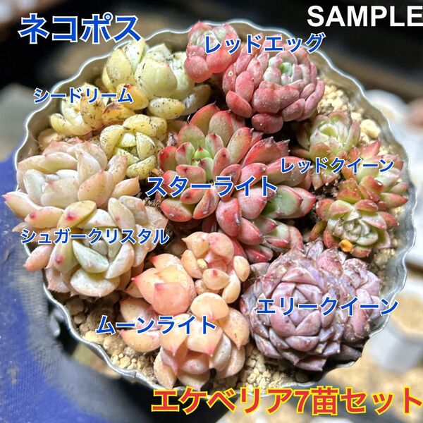 エケベリア 7苗セット 多肉植物 抜き苗