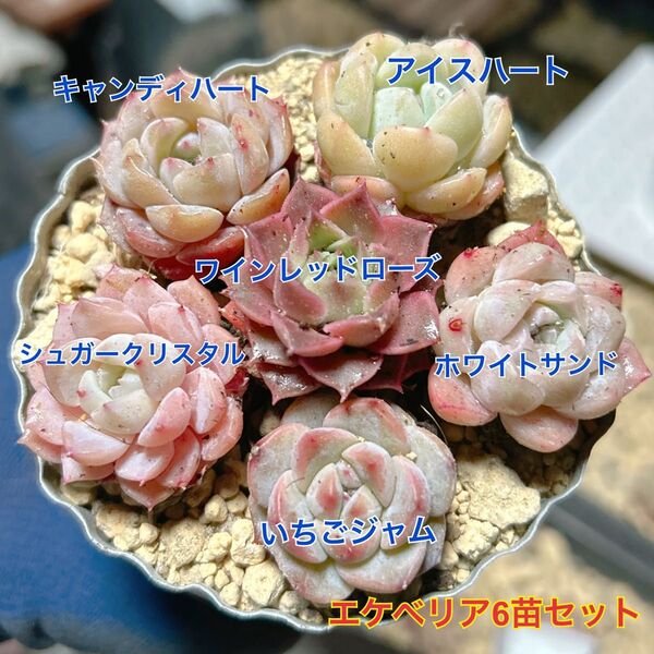 エケベリア 6苗セット 抜き苗 多肉植物 美苗