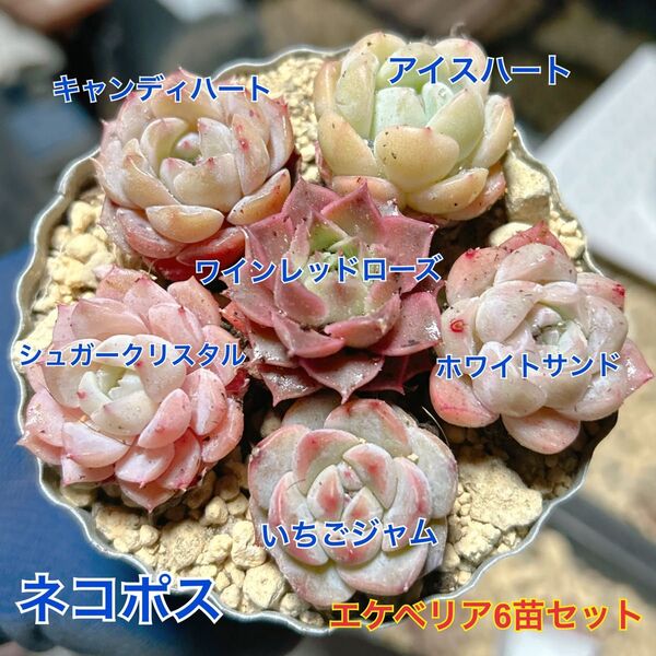 エケベリア 6苗セット 抜き苗 多肉植物 美苗