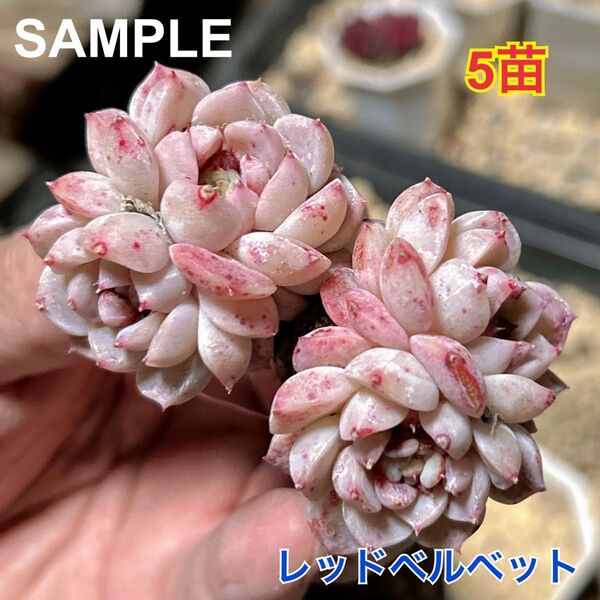 エケベリア レッドベルベット 5苗セット 双頭苗 多肉植物 人気品種