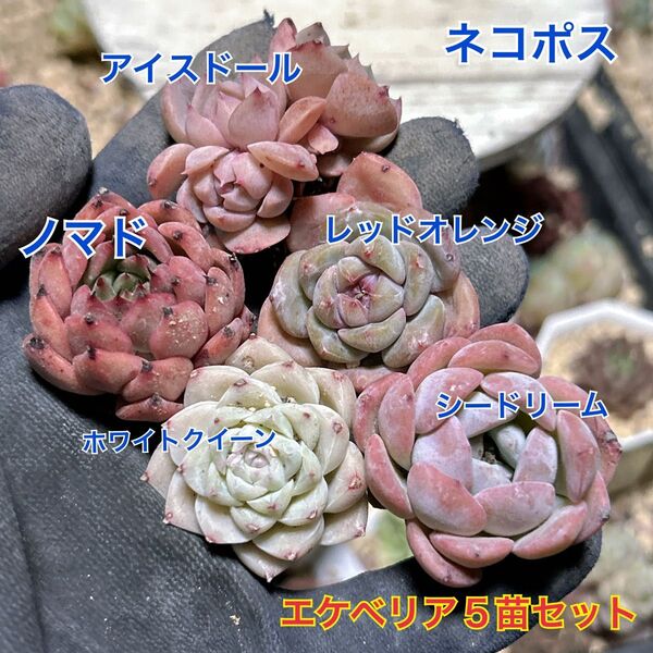 エケベリア 5苗セット 多肉植物