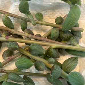 アーモンドネックレス クネクネ 多肉植物
